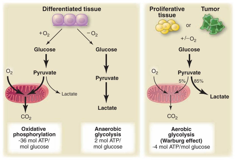 Figure 2, Représentation
schématique des différences entre la phosphorylation oxydative, la glycolyse
anaérobie et la glycolyse aérobie (effet Warburg). En présence d'oxygène, les
tissus non proliférants (différenciés) métabolisent d'abord le glucose en
pyruvate via la glycolyse, puis oxydent complètement la majeure partie de ce
pyruvate dans les mitochondries en CO2 au cours du processus de phosphorylation
oxydative. Parce que l'oxygène est requis comme accepteur d'électrons final
pour oxyder complètement le glucose, l'oxygène est essentiel pour ce processus.
Lorsque l'oxygène est limitant, les cellules peuvent rediriger le pyruvate
généré par la glycolyse loin de la phosphorylation oxydative mitochondriale en
générant du lactate (glycolyse anaérobie). Cette génération de lactate au cours
de la glycolyse anaérobie permet à la glycolyse de se poursuivre (en recyclant
le NADH en NAD +), mais entraîne une production minimale d'ATP par rapport à la
phosphorylation oxydative. Warburg a observé que les cellules cancéreuses ont
tendance à convertir la plupart du glucose en lactate, indépendamment de la
présence d'oxygène (glycolyse aérobie). Cette propriété est partagée par les
tissus prolifératifs normaux. Les mitochondries restent fonctionnelles et une
certaine phosphorylation oxydative se poursuit à la fois dans les cellules
cancéreuses et les cellules normales en prolifération. Néanmoins, la glycolyse
aérobie est moins efficace que la phosphorylation oxydative pour générer de
l'ATP. Dans les cellules en prolifération, environ 10 % du glucose est
détourné vers des voies de biosynthèse en amont de la production de pyruvate. De 